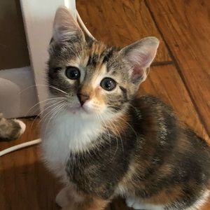 Meet your Posher, Trista